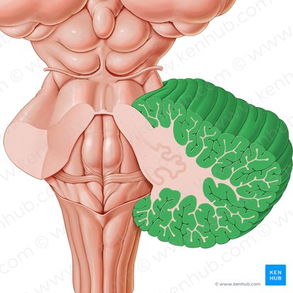 Córtex cerebeloso (Cortex cerebelli); Imagen: Paul Kim