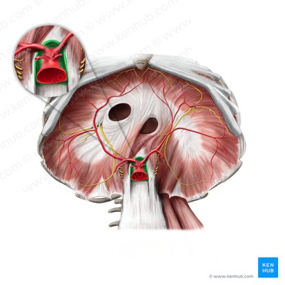 Hiatus aorticus (Aortenschlitz); Bild: Paul Kim