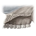 Hard palate