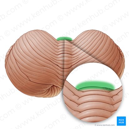 Incisura cerebelosa anterior (Incisura anterior cerebelli); Imagen: Paul Kim