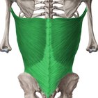 Musculus latissimus dorsi