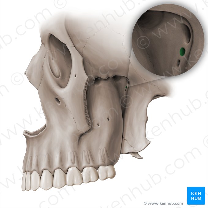 Conducto pterigoideo del hueso esfenoides (Canalis pterygoideus); Imagen: Paul Kim