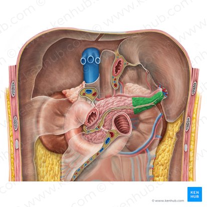 Tail of pancreas (Cauda pancreatis); Image: Irina Münstermann