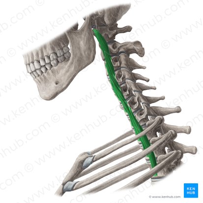 Músculo longo do pescoço (Musculus longus colli); Imagem: Yousun Koh