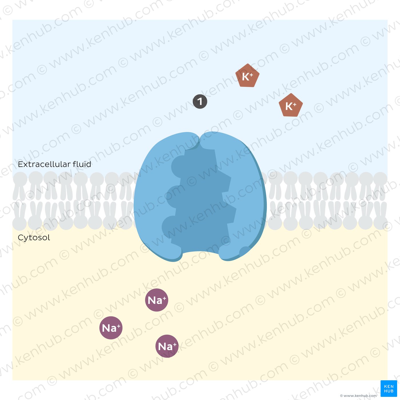 Sodium potassium pump: initial distribution of sodium and potassium ions