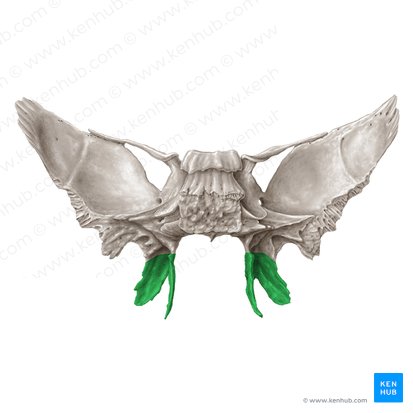 Pterygoid process of sphenoid bone (Processus pterygoideus ossis sphenoidalis); Image: Samantha Zimmerman
