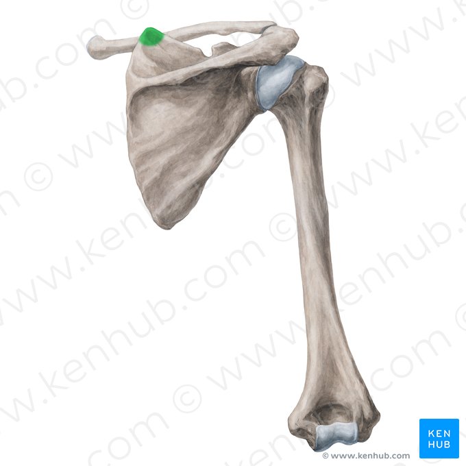 Angle supérieur de la scapula (Angulus superior scapulae); Image : Yousun Koh