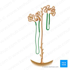 Kidney histology: Nephron, loop of Henle, functions | Kenhub