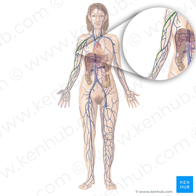 Vena cefálica (Vena cephalica); Imagen: Begoña Rodriguez