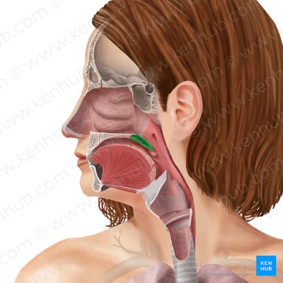 Soft palate (Palatum molle); Image: Begoña Rodriguez