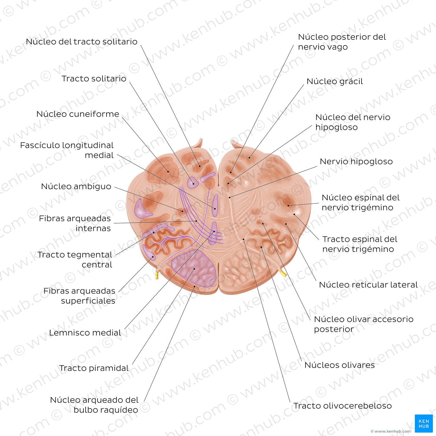 Corte transversal del bulbo raquídeo a nivel del nervio hipogloso (diagrama)
