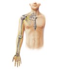 Main nerves of the upper limb