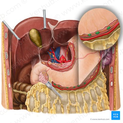 Linfonodos gastromentais direitos (Nodi lymphoidei gastroomentales dextri); Imagem: Begoña Rodriguez