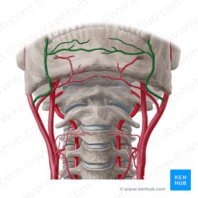 Facial artery (Arteria facialis); Image: Yousun Koh