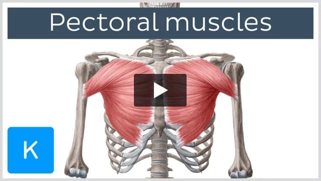 Pectoralis minor muscle: Origin, insertion and action