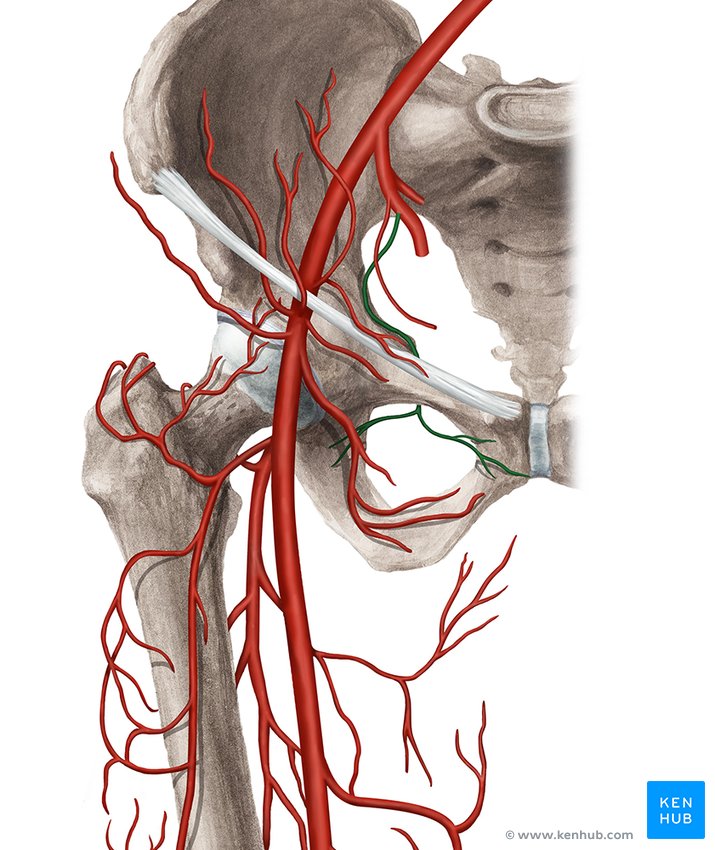 Obturator artery - ventral view