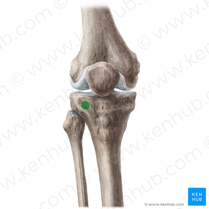 Tubercle of iliotibial tract (Tuberculum tractus iliotibialis); Image: Liene Znotina