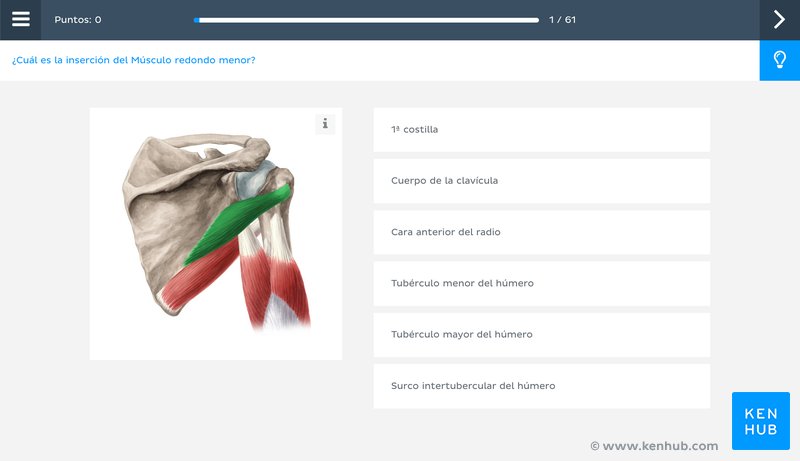 Pregunta de identificación de Kenhub