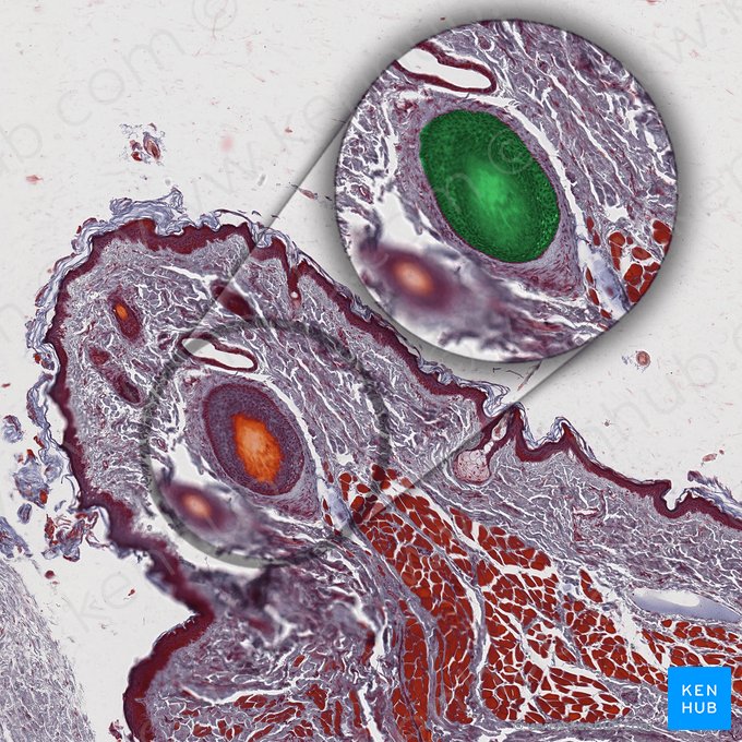 Hair follicle of the eyelash; Image: 