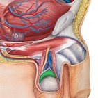 Nebenhoden (Epididymis)