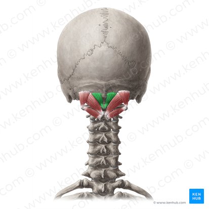 Músculo recto posterior menor de la cabeza (Musculus rectus capitis posterior minor); Imagen: Yousun Koh