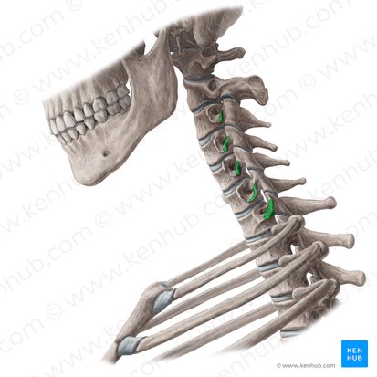 Tubérculos posteriores de los procesos transversos de C3-C7 (Tuberculorum posteriorum processuum transversorum vertebrarum C3-C7); Imagen: Yousun Koh