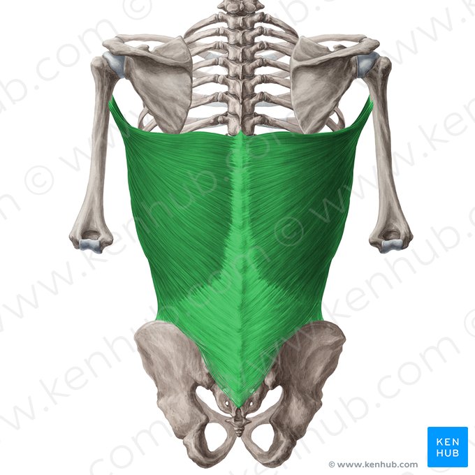 Musculus latissimus dorsi (Breiter Rückenmuskel); Bild: Yousun Koh