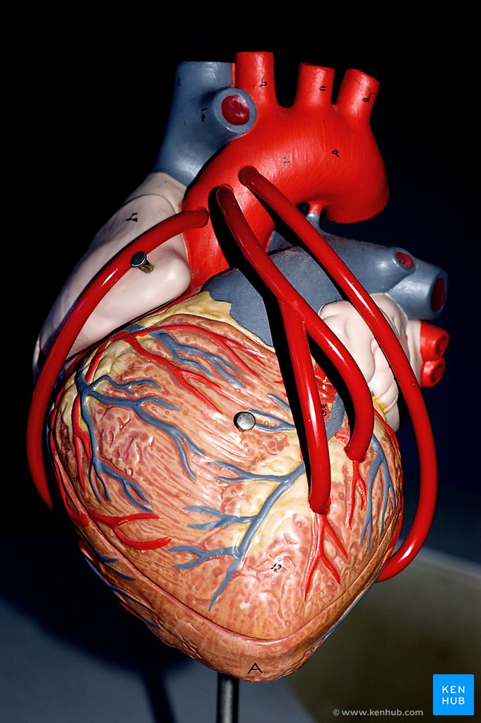 Heart Model