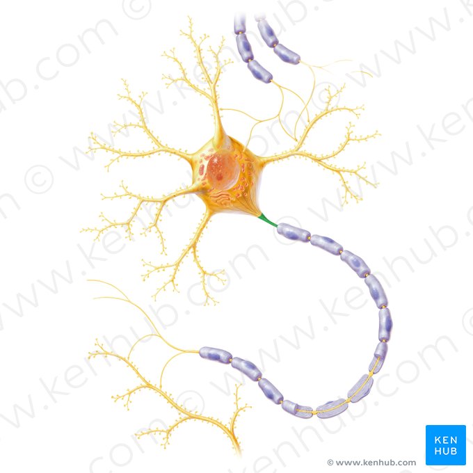 Initial segment of axon (Segmentum initiale axonis); Image: Paul Kim
