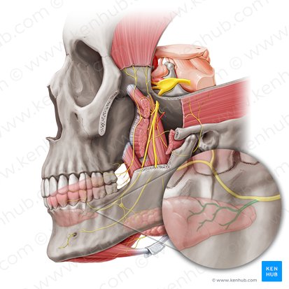 Nervio sublingual (Nervus sublingualis); Imagen: Paul Kim