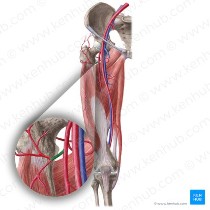 Arteria circumflexa lateralis femoralis (Äußere Oberschenkelkranzarterie); Bild: Liene Znotina