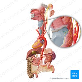 Ramo interno del nervio laríngeo superior (Ramus internus nervi laryngei superioris); Imagen: Paul Kim
