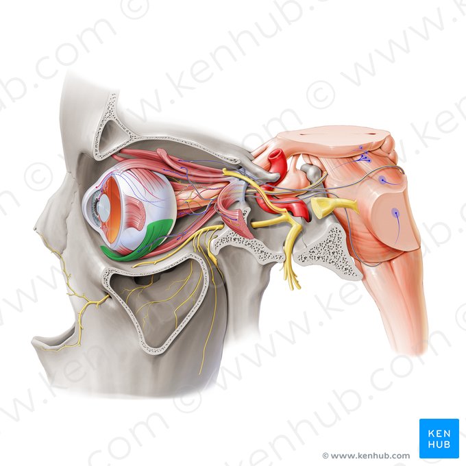 Músculo oblíquo inferior (Musculus obliquus inferior); Imagem: Paul Kim