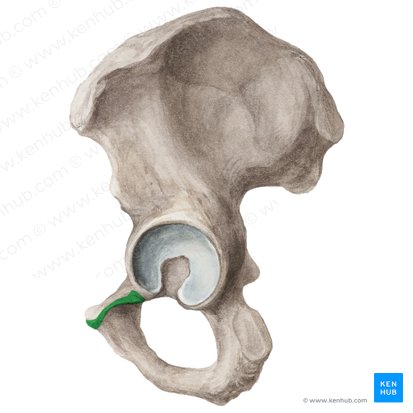 Obturator crest of pubis (Crista obturatoria ossis pubis); Image: Liene Znotina