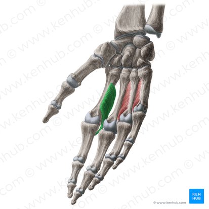 1.º músculo interósseo palmar (Musculus interosseus palmaris 1); Imagem: Yousun Koh