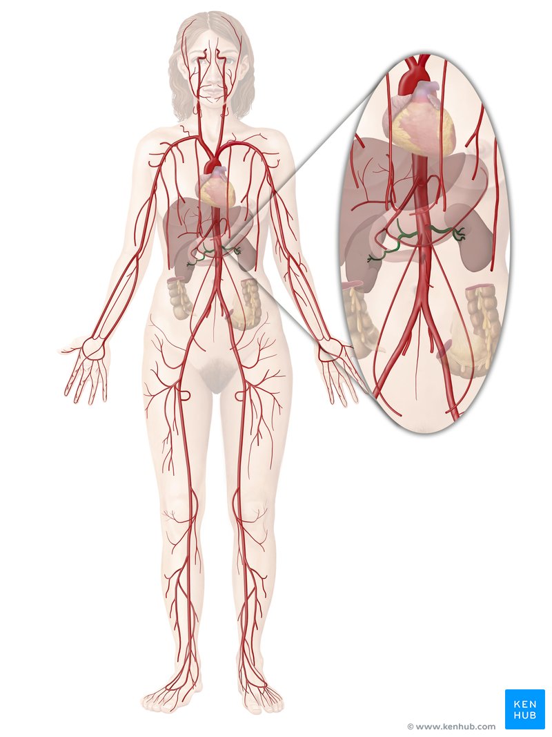Renal artery anatomy