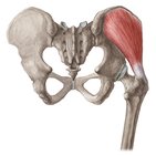 Musculus gluteus medius