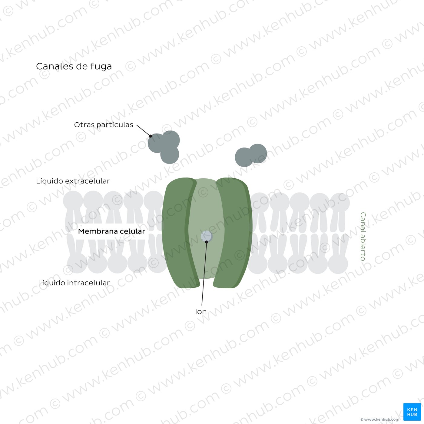 Leakage ion channels