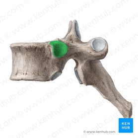 Fovea costalis superior vertebrae (Obere Rippengrube des Wirbels); Bild: Liene Znotina