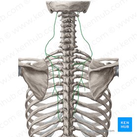 Accessory nerve (Nervus accessorius); Image: Yousun Koh