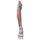 Rodilla y pierna (Anatomía)