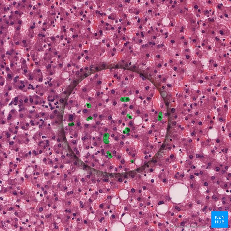 Stellate cells - histological slide