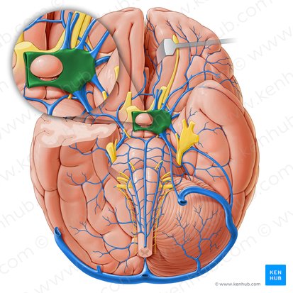 Cavernous sinus (Sinus cavernosus); Image: Paul Kim