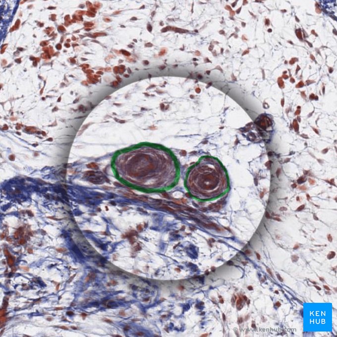 Capsule of lamellar (Pacinian) corpuscle (Capsula corpusculi lamellosi); Image: 