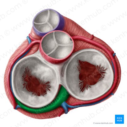 Seno coronario (Sinus coronarius); Imagen: Yousun Koh