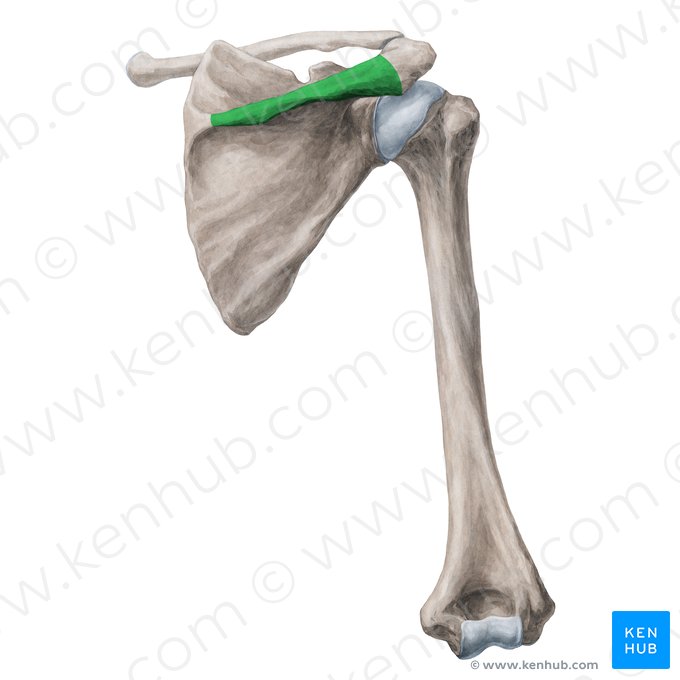 Épine de la scapula (Spina scapulae); Image : Yousun Koh