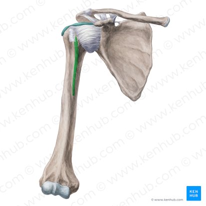 Crest of lesser tubercle of humerus (Crista tuberculi minoris humeri); Image: Yousun Koh