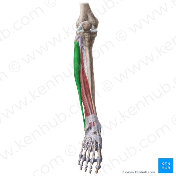 Fibularis longus muscle (Musculus fibularis longus); Image: Liene Znotina