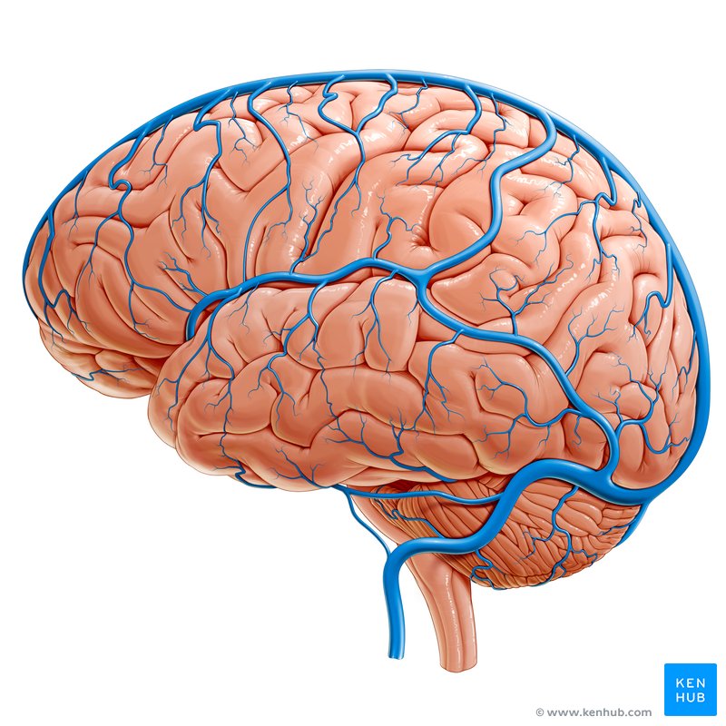 Lateral view of the cerebrum, cerebellum and brainstem, with the veins visible.