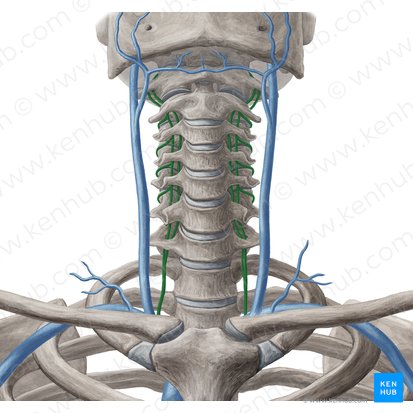 Vertebral vein (Vena vertebralis); Image: Yousun Koh